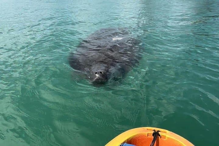 Kayak Island Tour from Coquina Beach — Dolphins, Manatees & Shell-Strewn Sandbars photo 5