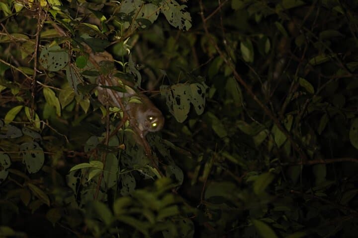 Kubah Nighttime Frog Safari: Guided Nocturnal Walk in Kubah National Park photo 6