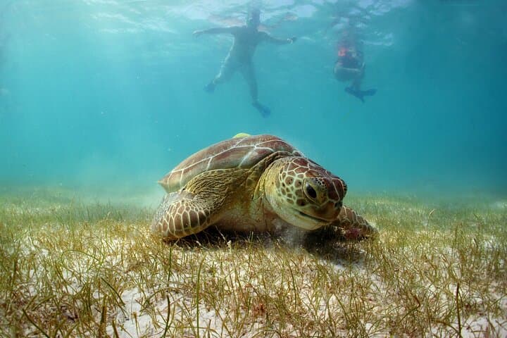 Snorkel Akumal & Cenote: Riviera Maya Underwater Discovery photo 5