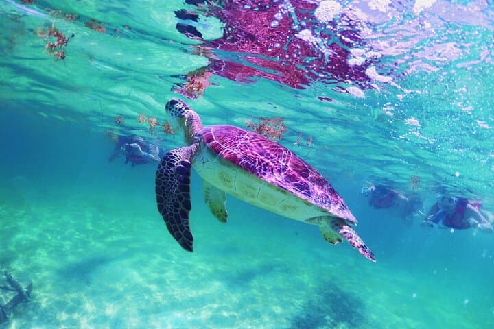 Snorkel Akumal & Cenote: Riviera Maya Underwater Discovery photo 6