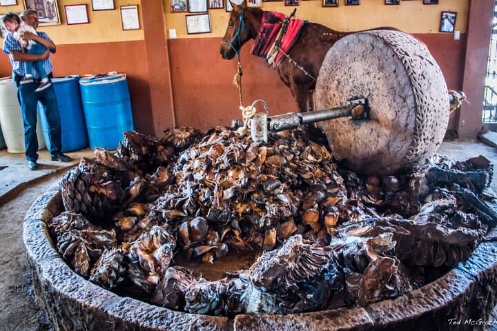 Mezcal Tour in Oaxaca: Agave Fields, Family Distilleries & Tasting photo 6