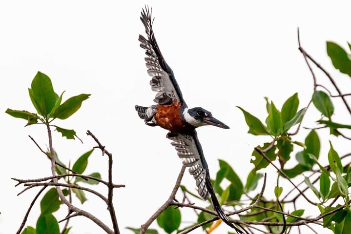 Half-Day Churute Mangroves Birdwatching Canoe Tour from Guayaquil