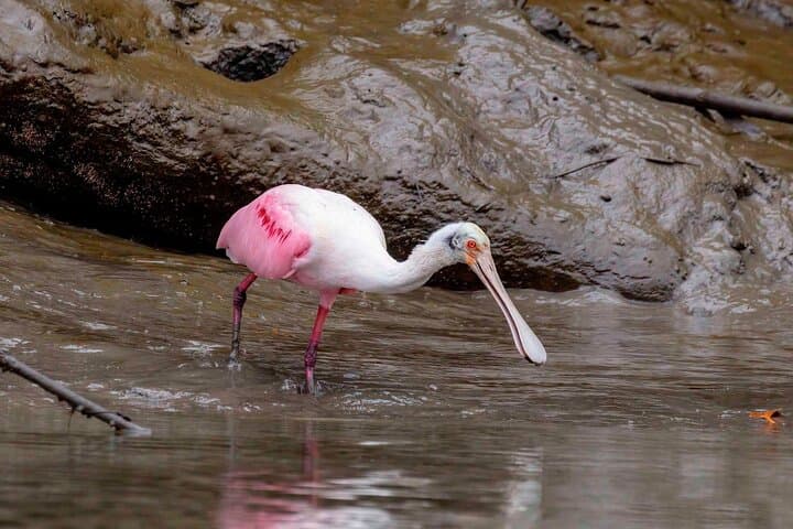 Half-Day Churute Mangroves Birdwatching Canoe Tour from Guayaquil photo 3