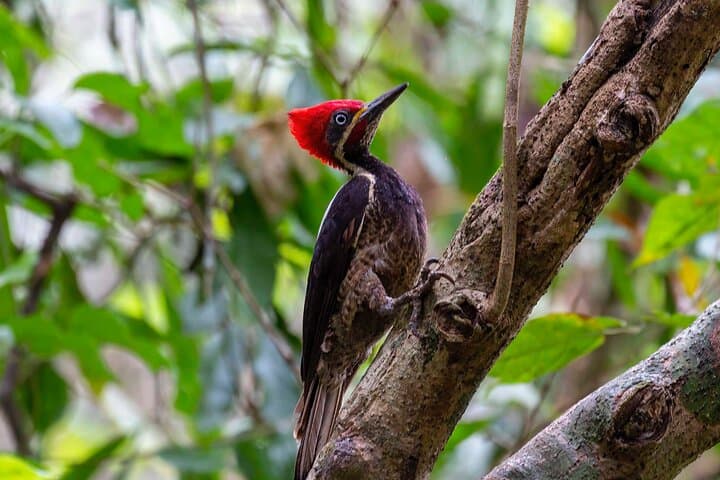 Half-Day Churute Mangroves Birdwatching Canoe Tour from Guayaquil photo 4