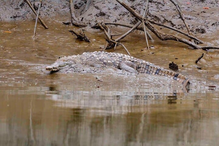 Half-Day Churute Mangroves Birdwatching Canoe Tour from Guayaquil photo 6