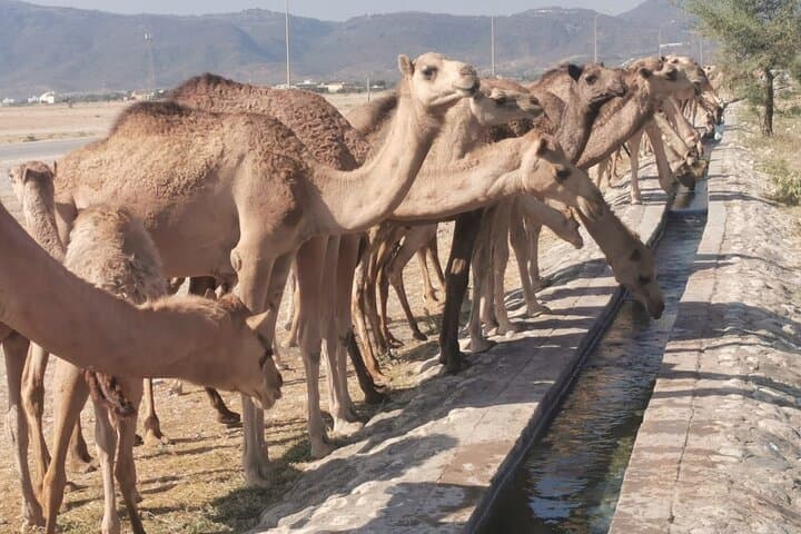 Private Salalah Tour: Frankincense, Coast and City Highlights photo 6