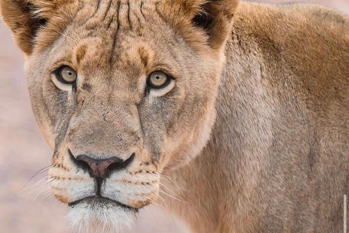 Big 5 Safari at Aquila Game Reserve: Day Trip from Cape Town photo 4