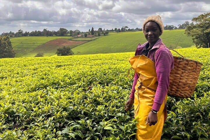 Riara Tea Farm Tour from Nairobi: Lunch, Tea Tasting & Limuru Highlands Walk photo 5