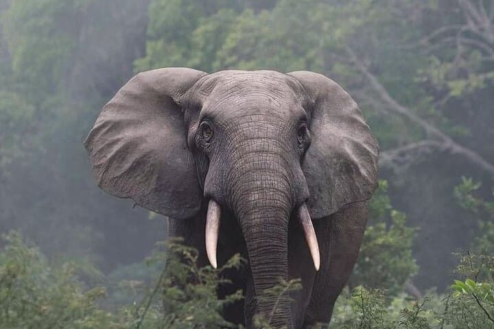 Private Jeep Safari in Chitwan: See One-Horned Rhinos and Rich Birdlife photo 2