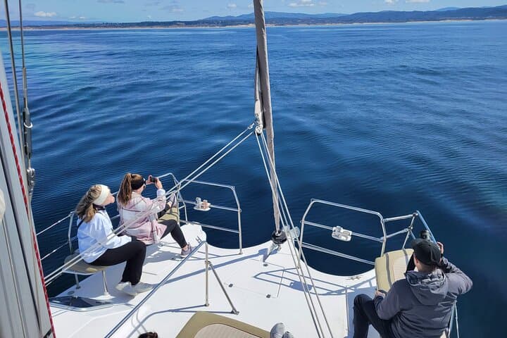 Experience Serenity and Wildlife on a Monterey Bay Catamaran Sailing Cruise photo 2