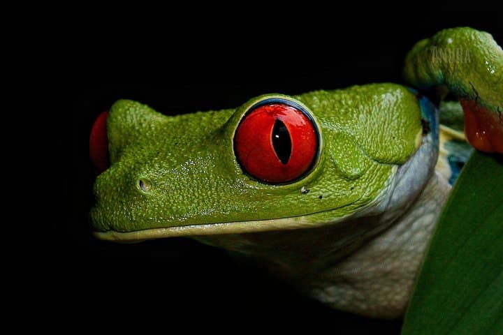 ANURA Night Walk La Fortuna — Guided Two‑Hour Wildlife Tour photo 1