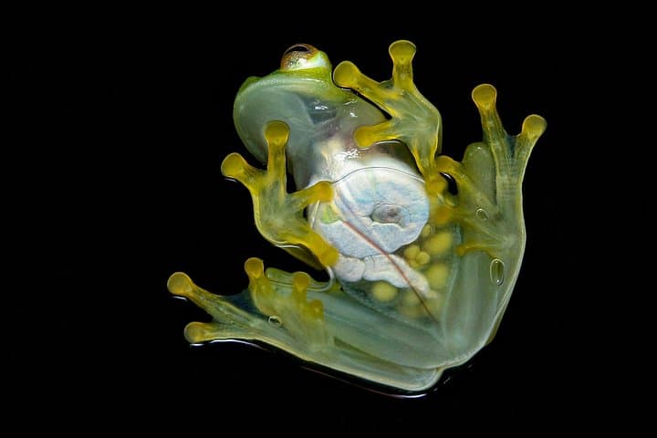 ANURA Night Walk La Fortuna — Guided Two‑Hour Wildlife Tour photo 2