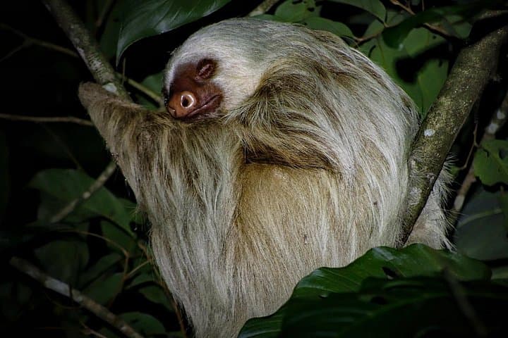 ANURA Night Walk La Fortuna — Guided Two‑Hour Wildlife Tour photo 3