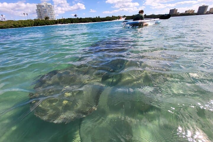 Clear Kayak Eco Tour in Jupiter FL — Manatees, Mangroves & Sandbars photo 5