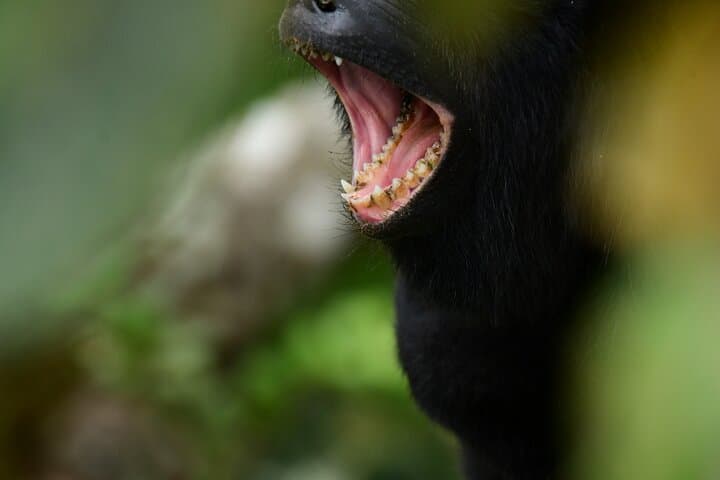 Monteverde Cloud Forest Guided Walk: 2-Hour Wildlife and Suspension Bridge Tour photo 3