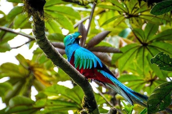 Monteverde Cloud Forest Guided Walk: 2-Hour Wildlife and Suspension Bridge Tour photo 6