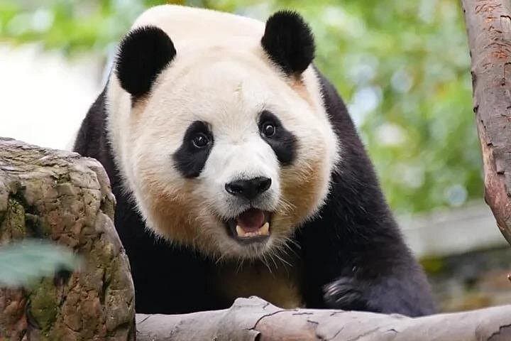 5-Day Chengdu: Pandas, Sanxingdui & Ancient Huanglongxi Cultural Tour photo 3