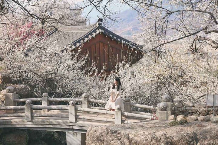 Gwangyang Maehwa and Gurye Sansuyu Spring Festival Day Trip from Busan photo 2