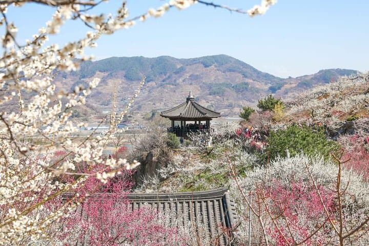 Gwangyang Maehwa and Gurye Sansuyu Spring Festival Day Trip from Busan photo 5