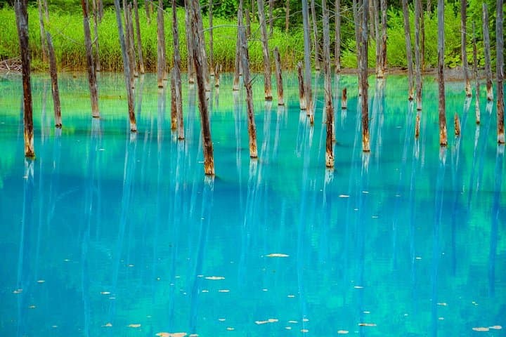 Private Day Trip to Asahiyama Zoo and Biei Blue Pond from Sapporo photo 4