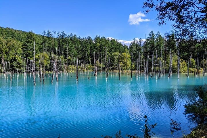 Private Day Trip to Asahiyama Zoo and Biei Blue Pond from Sapporo photo 3