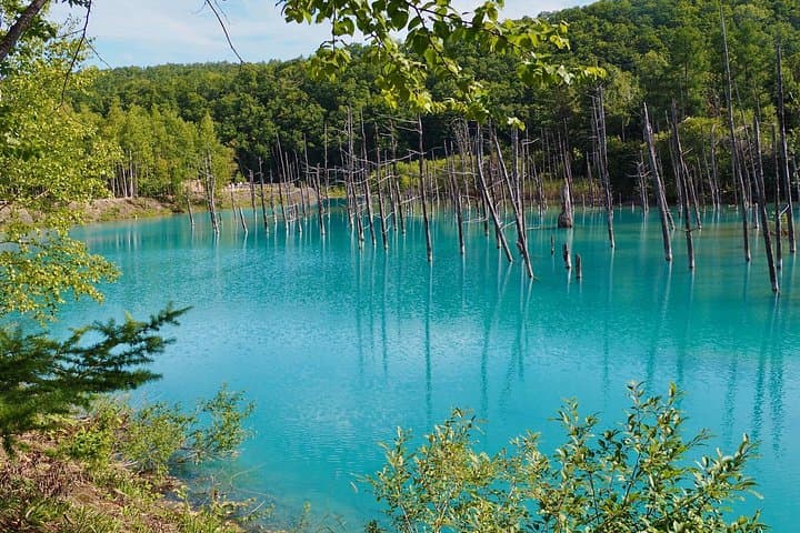 Private Day Trip to Asahiyama Zoo and Biei Blue Pond from Sapporo photo 2