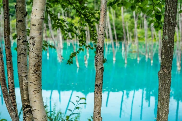 Private Day Trip to Asahiyama Zoo and Biei Blue Pond from Sapporo photo 1