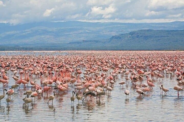 5-Day Luxury Safari: Masai Mara, Lake Nakuru & Lake Naivasha from Nairobi photo 5