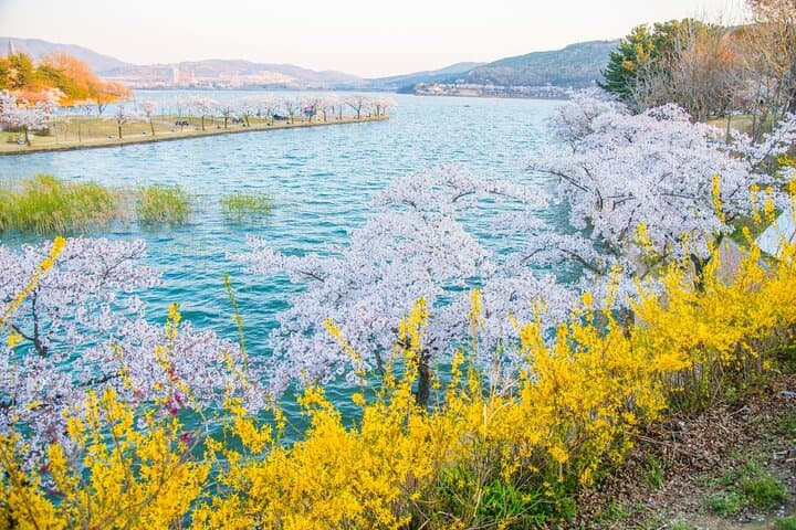 Busan Sky Capsule Cherry Blossom & Spring Flower Day Tour photo 5