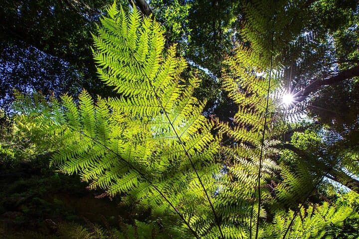 Private Blue Mountains Escape: Off-Beat Katoomba & Jamison Valley Day Tour photo 5
