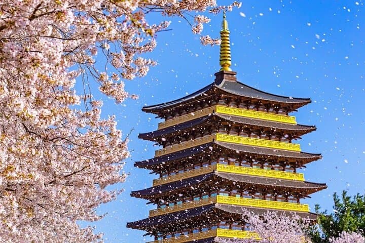 Busan Sky Capsule Cherry Blossom & Spring Flower Day Tour photo 4