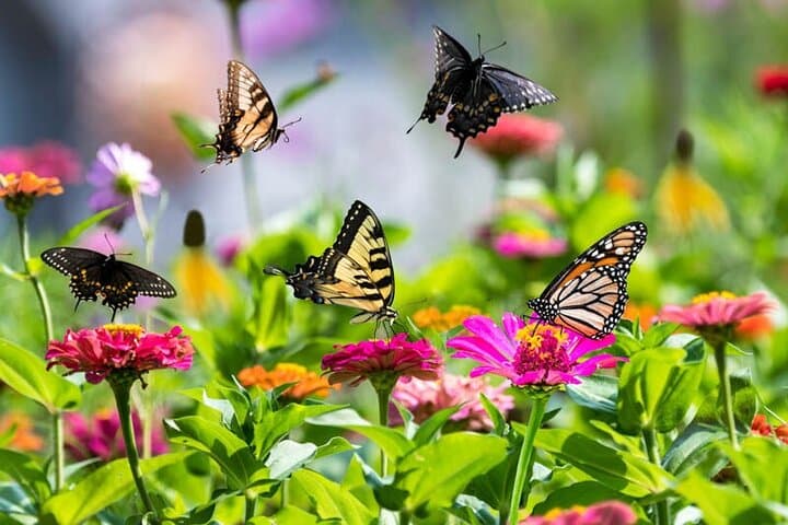 Explore Dubai Butterfly Garden: Climate-Controlled Domes & Family-Friendly Nature Experience