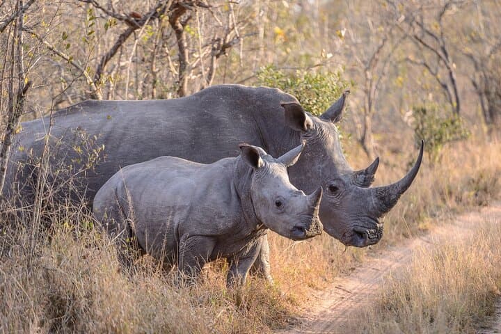 Meet the Northern White Rhinos at Ol Pejeta: Day Tour from Nanyuki photo 5
