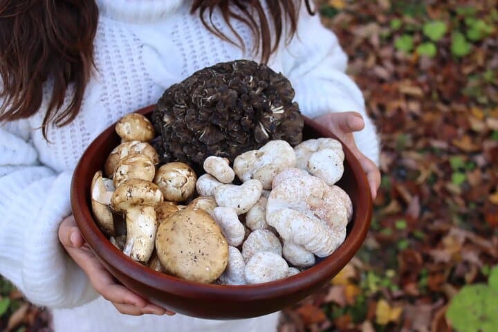 Evia Truffle Forage and Winery Daytrip: Dirfys Mushroom Hunt and Wine Tasting