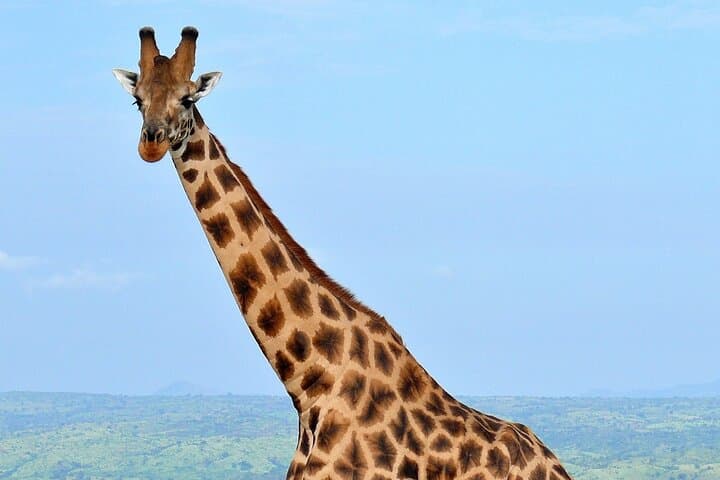 Up Close with Rothschild's: Giraffe Centre Half-Day from Nairobi photo 5