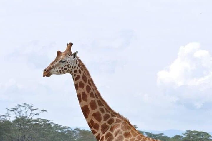 Up Close with Rothschild's: Giraffe Centre Half-Day from Nairobi photo 6
