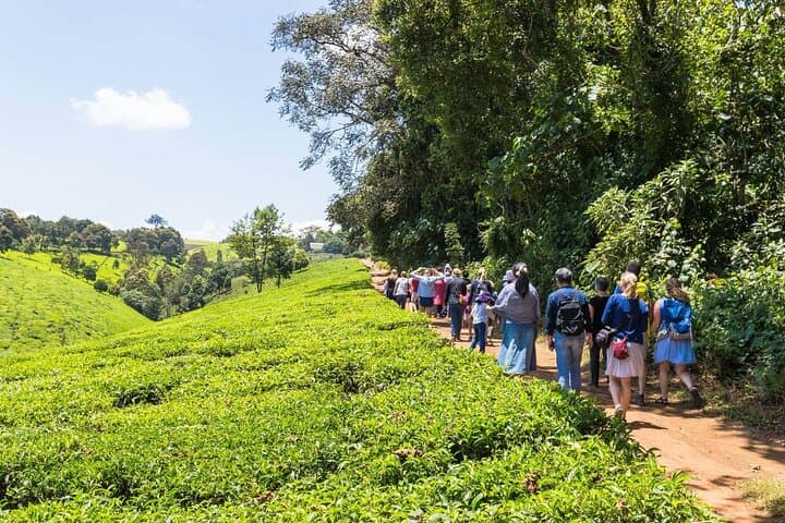 Kiambethu Tea Estate Tour & Farm-to-Table Lunch from Nairobi photo 2