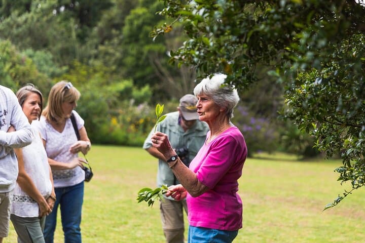 Kiambethu Tea Estate Tour & Farm-to-Table Lunch from Nairobi photo 6