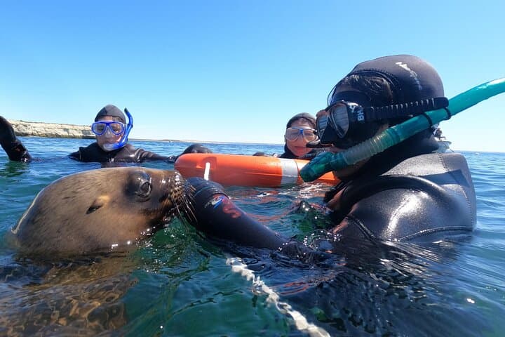 Snorkel with Sea Lions at Punta Loma — Puerto Madryn Adventure photo 2
