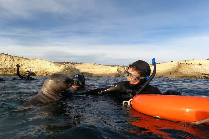 Snorkel with Sea Lions at Punta Loma — Puerto Madryn Adventure