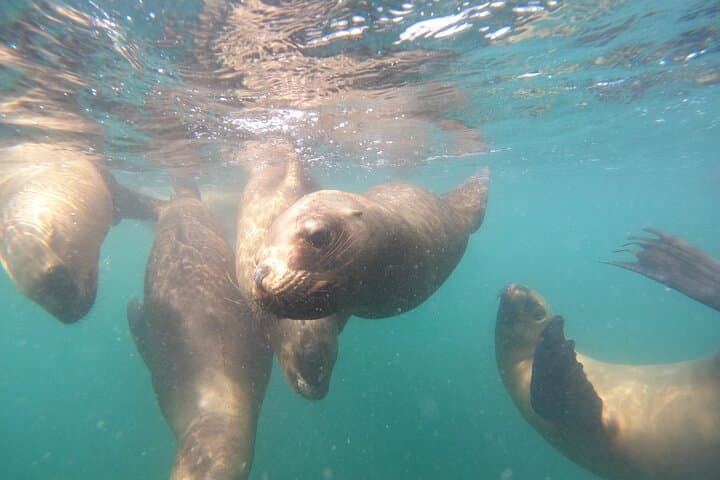Snorkel with Sea Lions at Punta Loma — Puerto Madryn Adventure photo 4