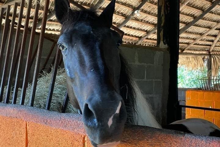 Half-Day Horseback and Taíno Cave Tour — La Romana Adventure photo 3