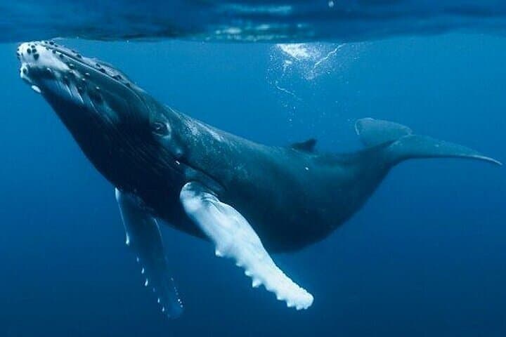 Samaná Whale Watching & Cayo Levantado Day Trip from Santo Domingo photo 2
