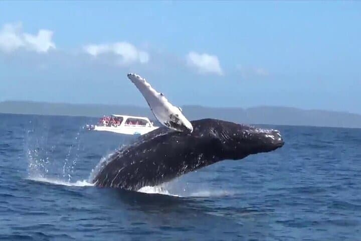 Samaná Whale Watching & Cayo Levantado Day Trip from Santo Domingo