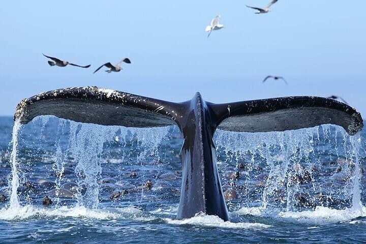 Samaná Whale Watching & Cayo Levantado Day Trip from Santo Domingo photo 5