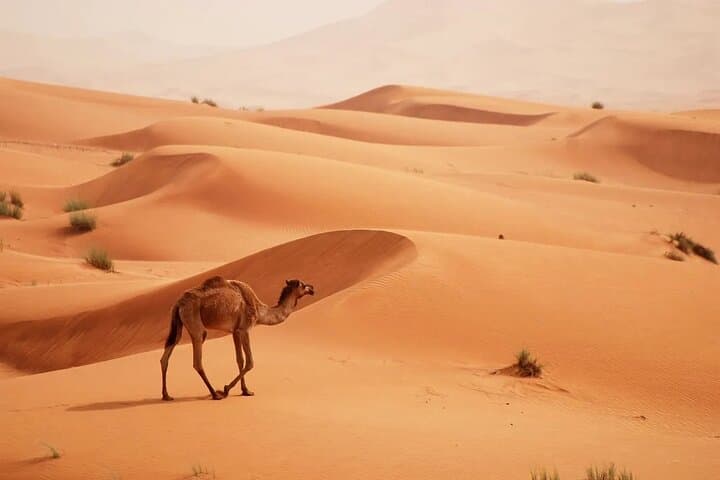 Sunrise Desert Safari on Dubai's Big Red Dunes photo 3
