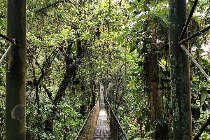 Rainforest Sloths, Hot Springs & Mud Baths Near Playa Flamingo — Full-Day Adventure photo 2