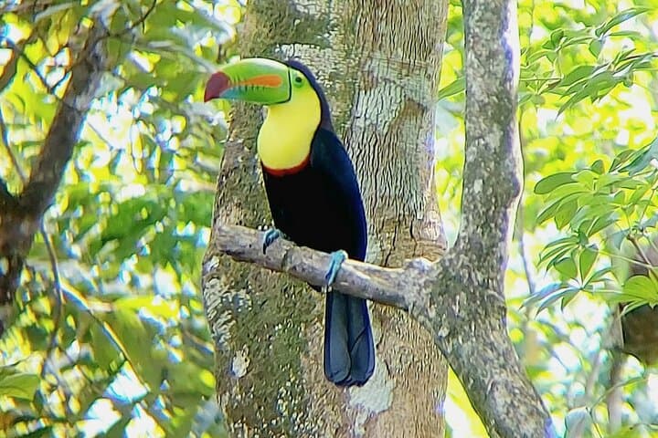 Rainforest Sloths, Hot Springs & Mud Baths Near Playa Flamingo — Full-Day Adventure photo 4