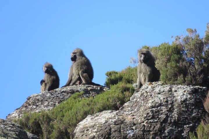 3-Day Bale Mountains Trek: Tulu Dimtu, Dinsho & Ethiopian Wolf Safari photo 2