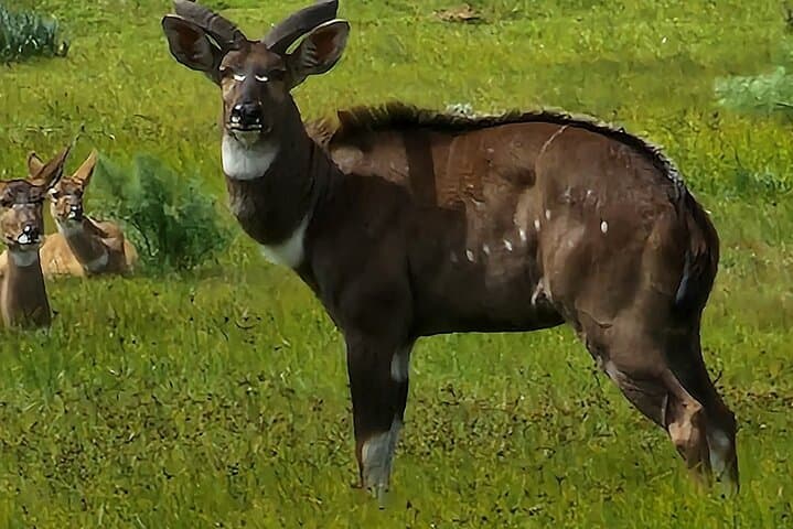 3-Day Bale Mountains Trek: Tulu Dimtu, Dinsho & Ethiopian Wolf Safari photo 4
